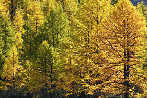 Lärchen im Herbst