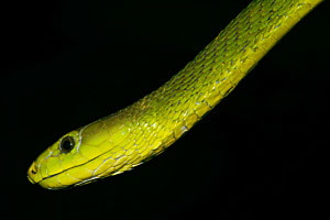 Grüne Mamba Grüne Mamba