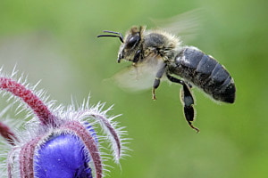flying bee flying bee
