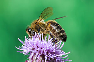 Bee at work Bee at work