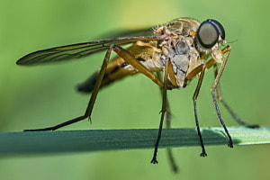 Fliegen-Makro