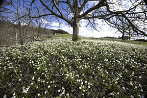 Frühling in der Hostett