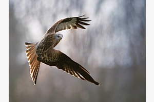 Flügeltanz