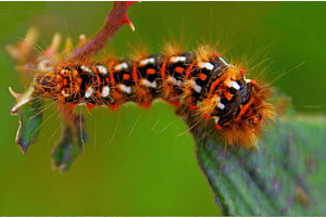 Caterpillar