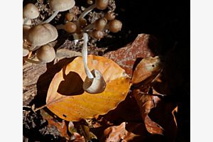 Champignon