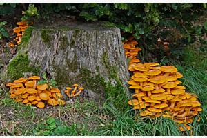 Champignons
