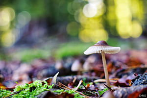Champignon en forêt Champignon en forêt