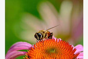 Besuch beim Sonnenhut