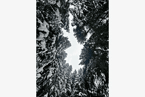 City of trees City of trees
