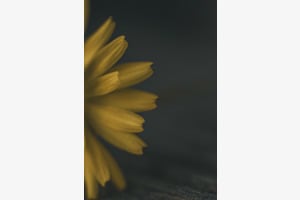 Yellow Flower