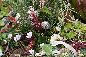 Wunderwelt der Cyclamen