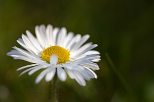 Gänseblümchen