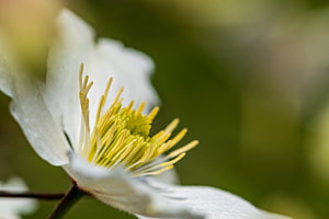 Clematisblüte