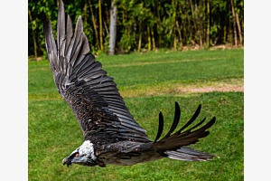 Bartgeier