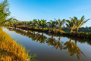 Shrimps-Farm in Hoi An, Vietnam Shrimps-Farm in Hoi An, Vietnam