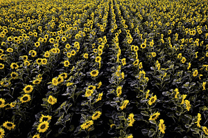 Sonnenblumenfeld