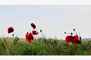La Danse des Coquelicots 