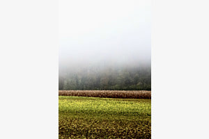 Champ en automne 