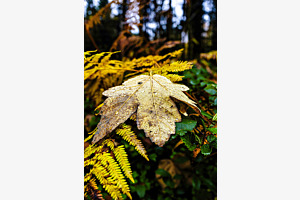 Blatt