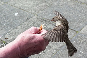 Anflug