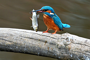 Eisvogel am Mittag essen
