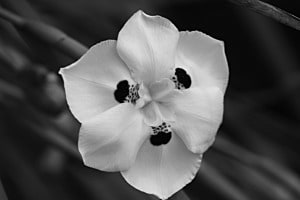 Noir et Blanc