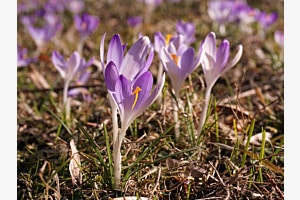 Frühling in Thun
