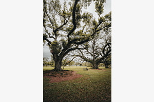 Among the Giant Oak Trees in Louisiana