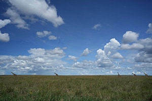 Walk Walk