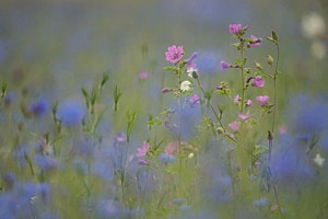 Sommerwiese