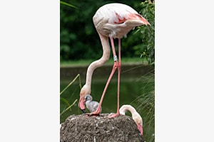 Flamingo im Tierpark Dählhölzli