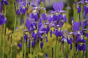Blue flowers