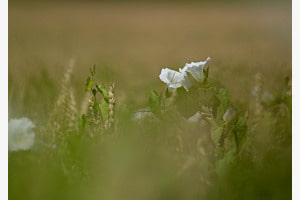 Ackerwinde