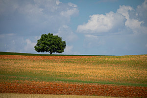 Farben des Sommers