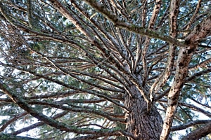 Faszinierender Baum