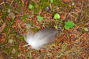 Lost and found, Vancouver Island, Canada