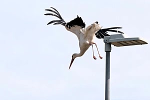 "Sturzflug"