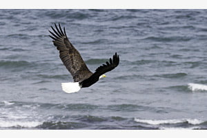 Bold Eagle flying over sea, Vancouver Island, Canada
