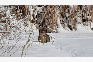 Chat