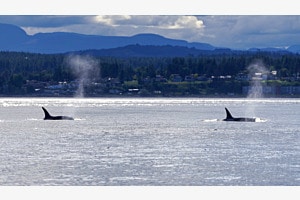 Synchronised Swimming, Vancouver Island, Canada