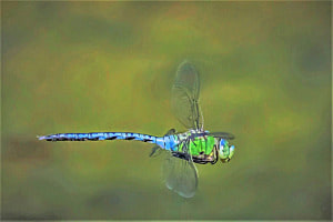 Im Flug