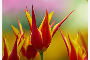 Tulipes Morges