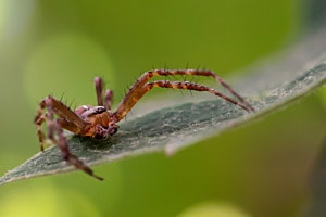 Spinne