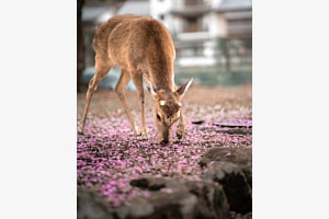 Cherry Blossom Japan