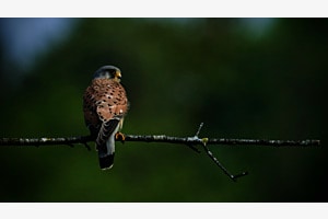 Turmfalke