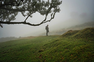 Nebel im Lorbeerwald (Fanal/Madeira)