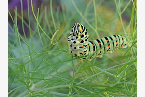 Raupe Schwalbenschwanz Raupe Schwalbenschwanz