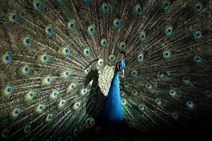 Der blaue Pfau in seiner vollen Pracht Der blaue Pfau in seiner vollen Pracht