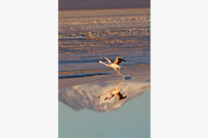 Flugstart in der Atacama Wüste
