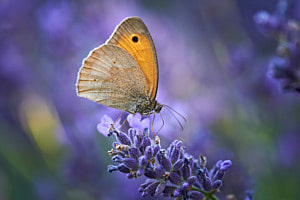 Schmetterling auf Lavendel